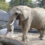 L'éléphant Tusker était devenu célèbre via les réseaux sociaux (image d'illustration).